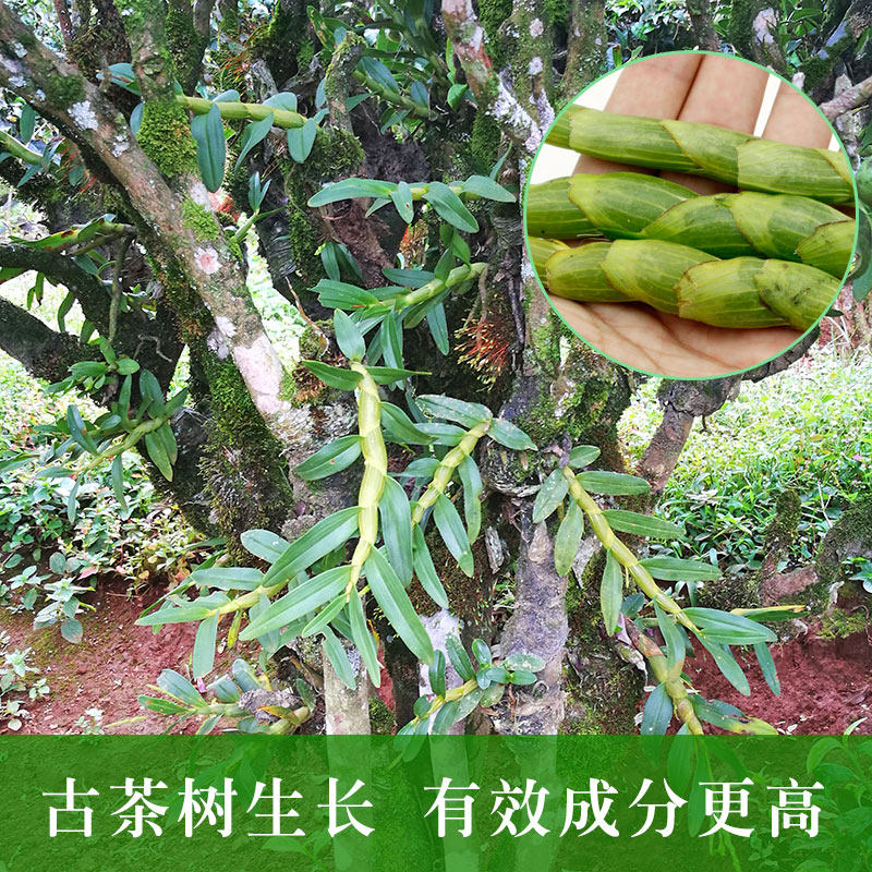 【一年一度】云南特级高山珍虫石斛 古箐宝石斛/枫斗