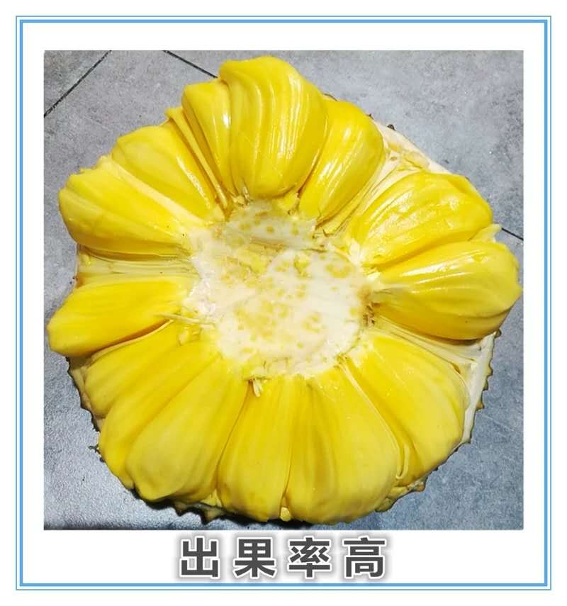 帮农水果旗舰店海南三亚菠萝蜜36-40斤现摘现发新鲜水果整个包邮应当季木波罗蜜1