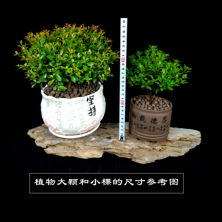 小叶赤楠盆景老桩绿植好养客厅植物室内花卉办公室花卉易活小盆栽-图1