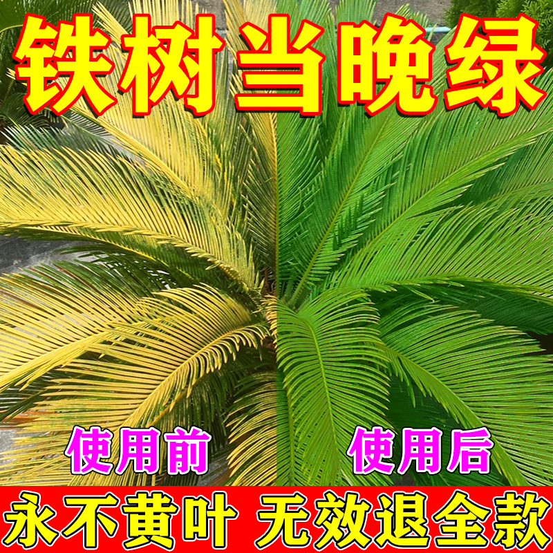 铁树专用肥料硫酸亚铁铁树叶子发黄专用营养液喜酸药花卉盆栽通用 - 图1