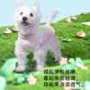 Technology sun protection dopamine insect repellent dog cooling jacket