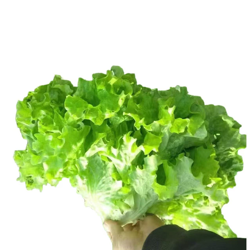 各种生菜苗盆栽种苗带土球高产易活蔬菜苗木阳台种植,淘宝优惠券,粉丝福利购,淘宝优惠卷