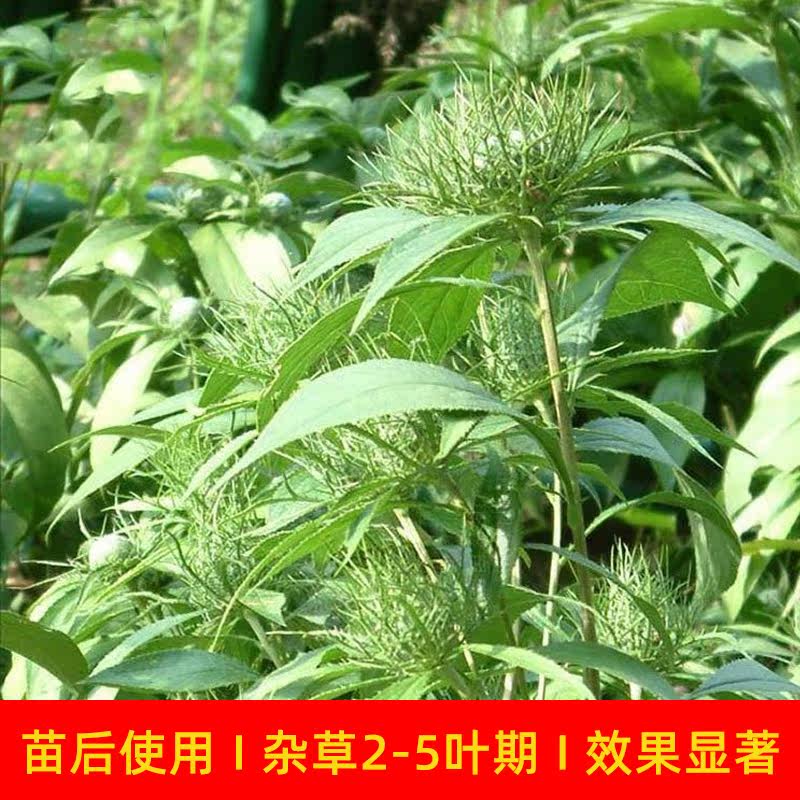 苍术苗后专用除草剂顽草通禾阔通除尖叶圆叶杂草桔梗量大从优