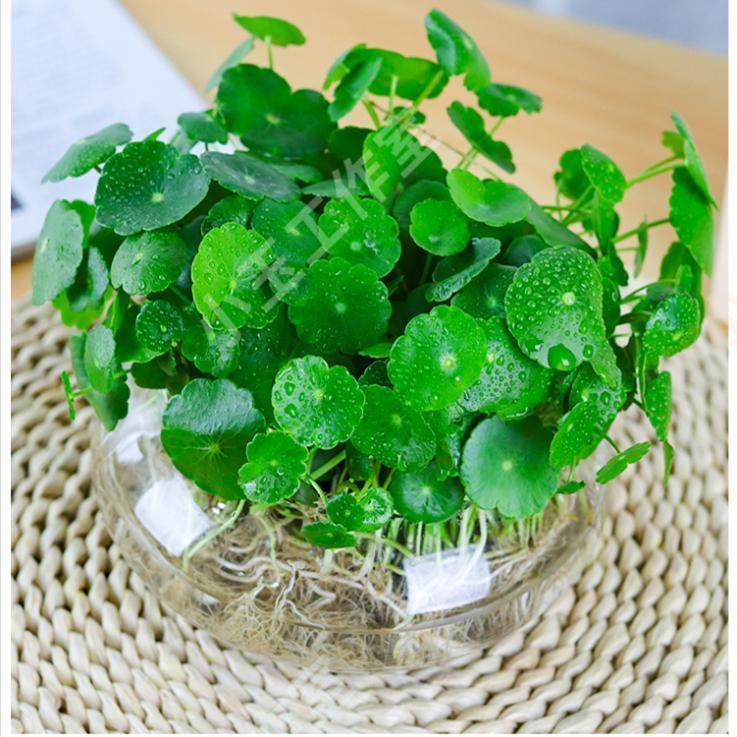 带叶铜钱草水培植物办公室内盆栽客厅桌面绿植花卉趣味水养金钱草,淘宝优惠券,粉丝福利购,淘宝优惠卷