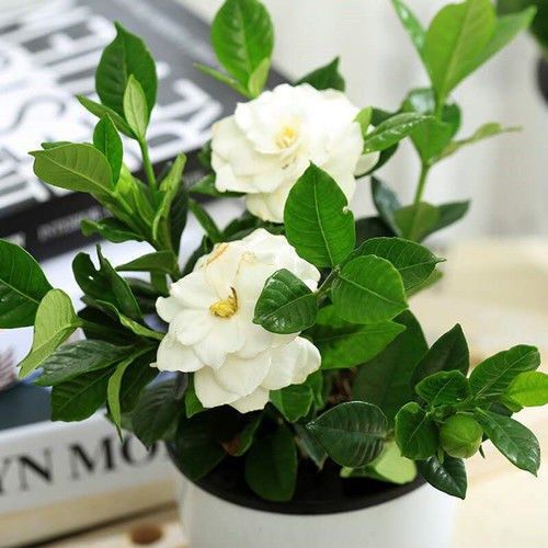 大花重瓣栀子种子阳台牡丹栀子花种子种苗茉莉花苗盆栽花卉花籽,淘宝优惠券,粉丝福利购,淘宝优惠卷