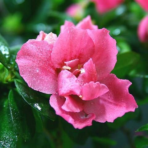 大花重瓣栀子种子阳台牡丹栀子花种子种苗茉莉花苗盆栽花卉花籽,淘宝优惠券,粉丝福利购,淘宝优惠卷