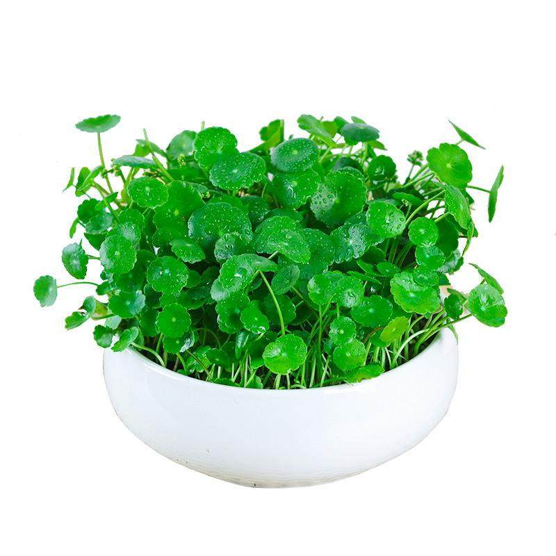 带叶铜钱草水培植物办公室内盆栽客厅桌面绿植花卉趣味水养金钱草,淘宝优惠券,粉丝福利购,淘宝优惠卷