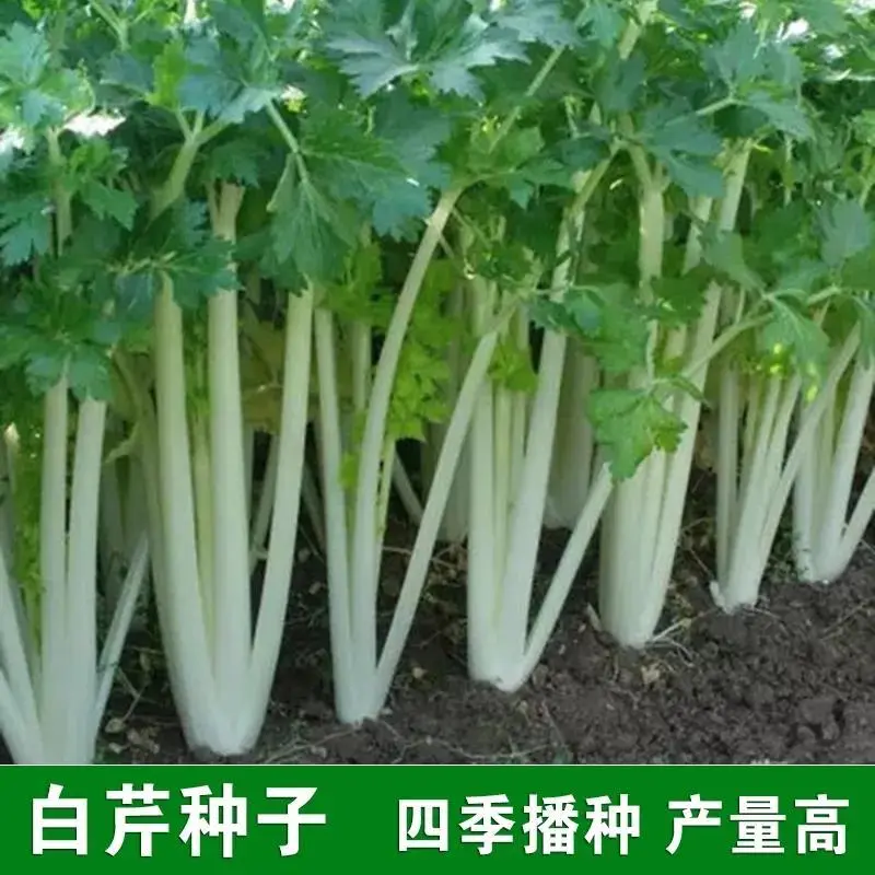 四季白芹菜种籽四川白杆白梗芹菜种孑本地实心小香芹菜籽种蔬菜子-图1