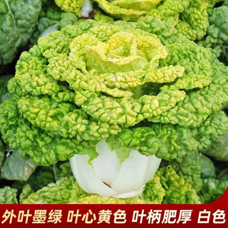 黄心乌菜种子特耐寒高产菊花芯种子乌塌菜种籽黄心菜白菜蔬菜种子-图2