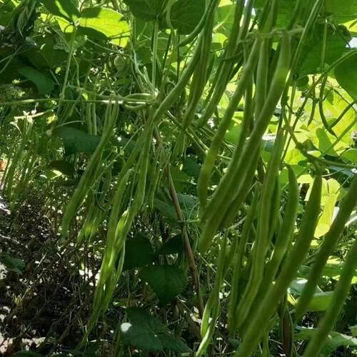 早熟高产特嫩四季豆种籽豆荚扁圆形芸豆角种子肉厚耐运输蔬菜种孑 - 图3