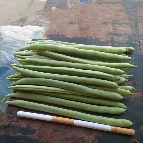 早熟高产特嫩四季豆种籽豆荚扁圆形芸豆角种子肉厚耐运输蔬菜种孑 - 图1