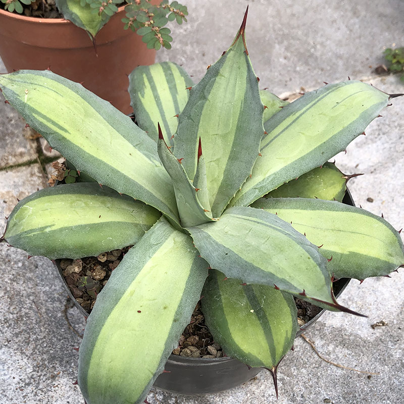 多肉植物龙舌兰养一物一拍仁王冠白鲸蓝鲸冰山曲刺妖艳霍利达-图3