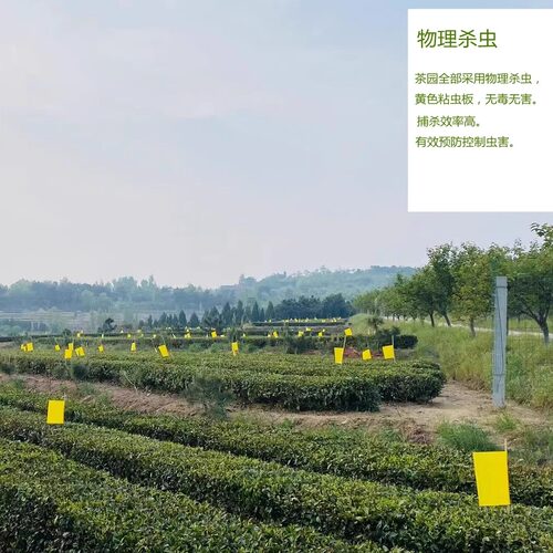 2026年日照绿茶新春茶叶一级山东茶绿茶高山云雾炒青500g袋装 - 图1