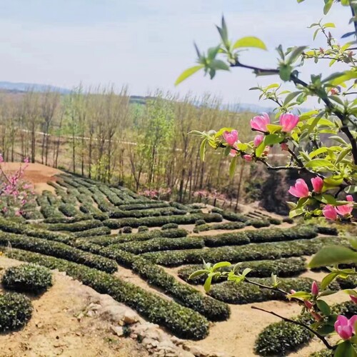 2026年日照绿茶新春茶叶一级山东茶绿茶高山云雾炒青500g袋装 - 图2