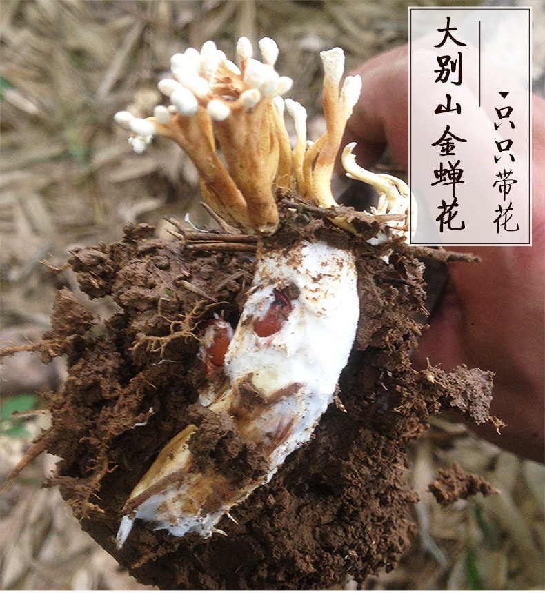 2025新采野生金蝉花500g婵花蝉花虫草孢子粉知了花金蚕花官方正品,淘宝优惠券,粉丝福利购,淘宝优惠卷