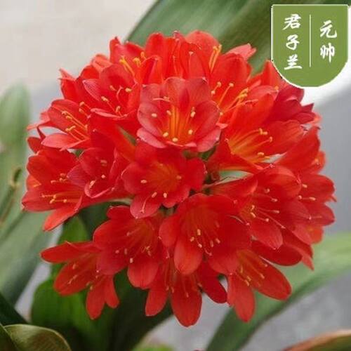【当年开花】君子兰盆栽花卉好养室内植物花卉阳台客厅植物招财 - 图1