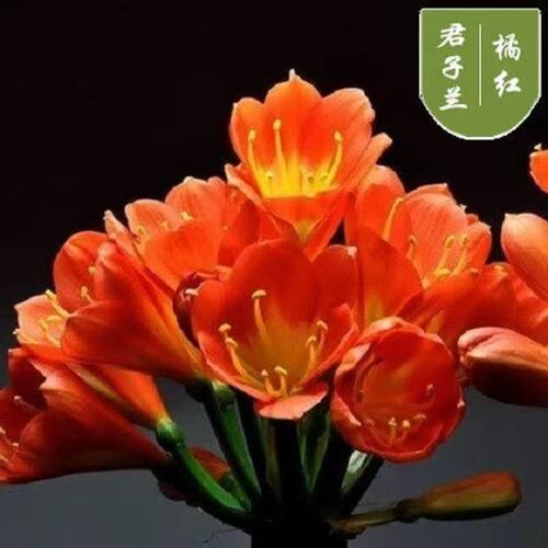 【当年开花】君子兰盆栽花卉好养室内植物花卉阳台客厅植物招财 - 图0