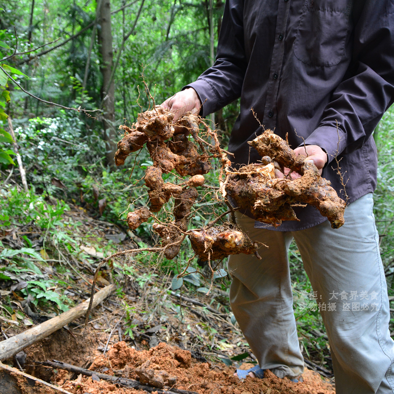 新鲜土茯苓2斤包邮粤北硬饭头整个农村深山土茯苓现挖现发土伏苓 - 图1