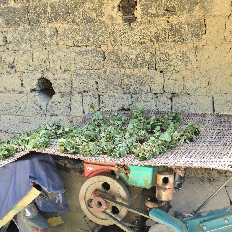 纯野生狸尾草羊咩香干货500g羊咩草狐尾草煲汤煮茶茶包养生中草药