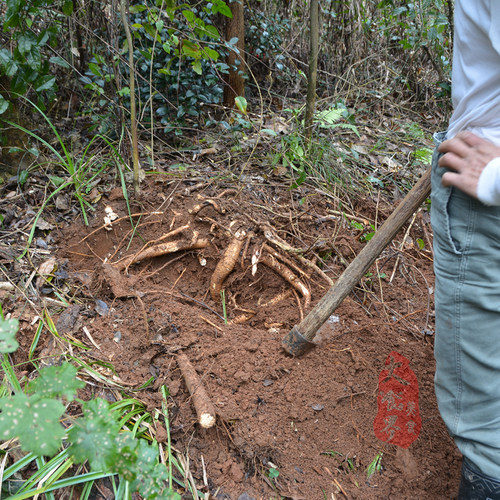 深山新鲜牛大力500g农家现挖现发大力薯根金钟根山莲藕大力牛整条 - 图1