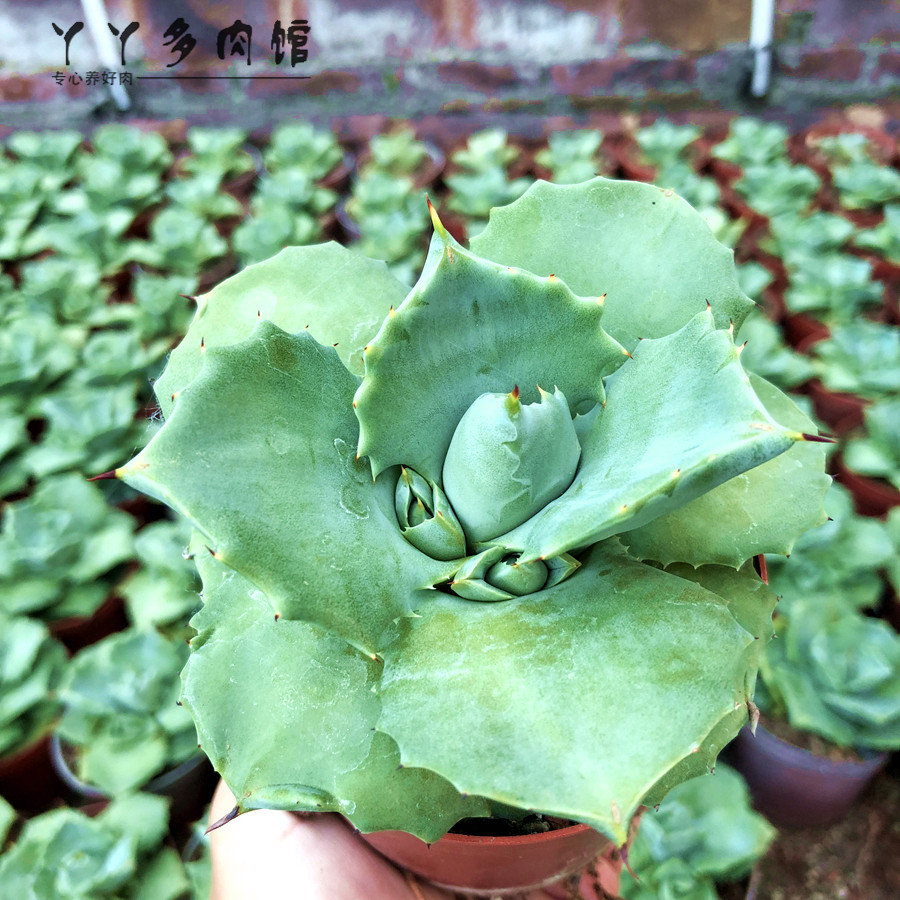 王妃雷神 多肉植物龙舌兰科 度夏办公室阳台防辐射吸甲醛观赏性强