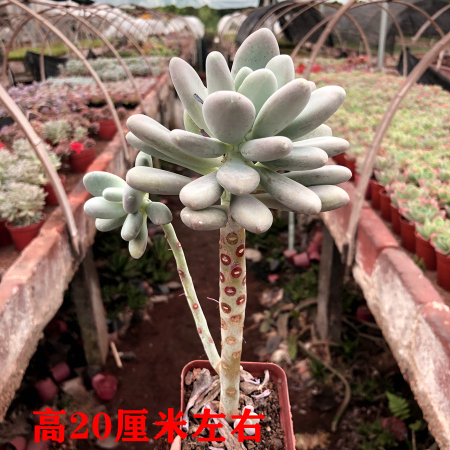 白美人群生老桩星美人多肉植物绿植盆栽组合办公室防辐射净化空气