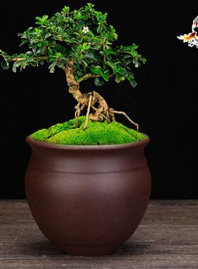 陶瓷高款创意小花盆紫砂兰花粗