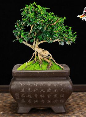 宜兴紫砂花盆高级感拇指盆陶瓷