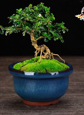 花盆陶瓷多肉盆上釉小花盆阳台
