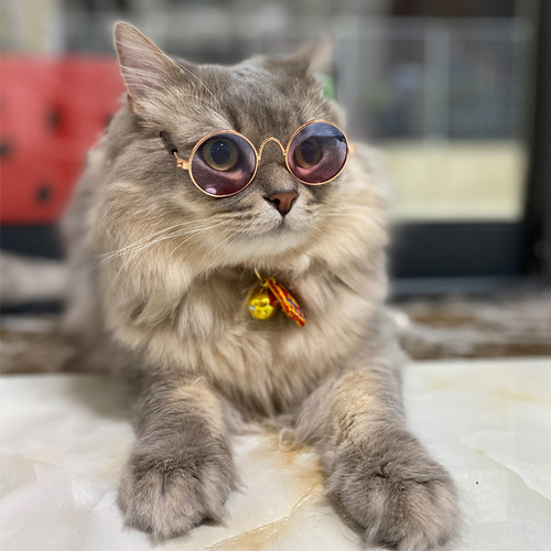 宠物猫眼镜复古耍酷狗眼镜娃娃拍照道具猫狗搞怪墨镜饰品中型法斗