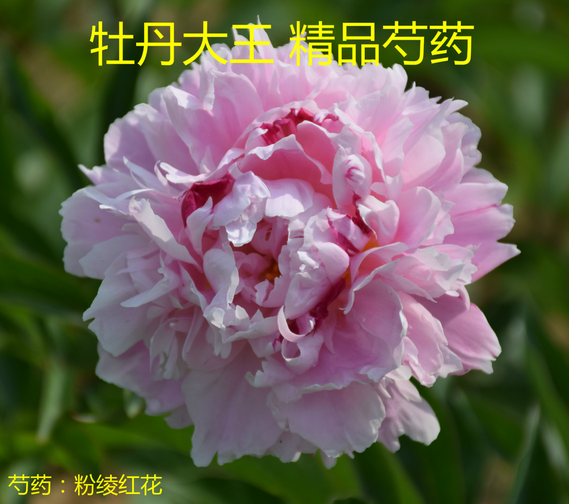 牡丹大王 芍药 粉绫红花 9-11月发货 香味正宗重瓣菏泽洛阳花卉 - 图3