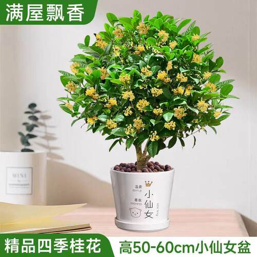 四季桂花树苗桂花苗盆栽四季室内外浓香型阳台花卉绿植庭院 - 图0