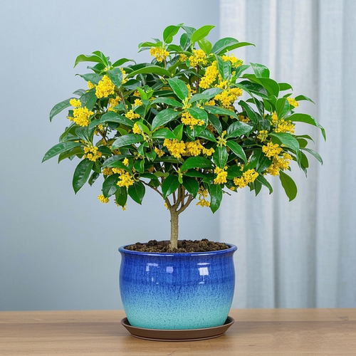四季桂花树苗桂花苗盆栽四季室内外浓香型阳台花卉绿植庭院 - 图3