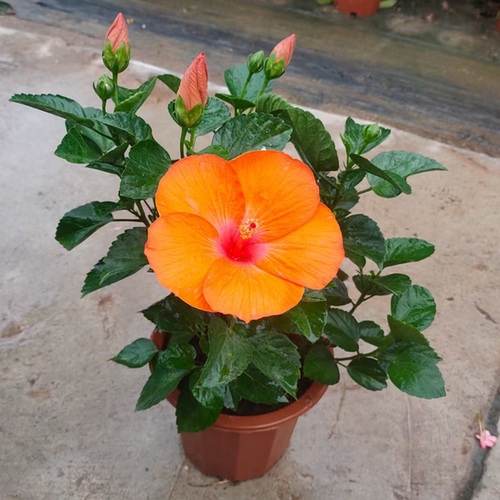 木槿大红花绿植盆栽带花苞夏季开花好养庭院阳台绿植耐晒太阳 - 图3