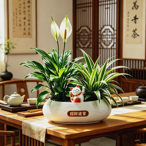 一帆风顺盆栽白掌植物室内红掌容易养花卉净化空气水培观花办公室 - 图0