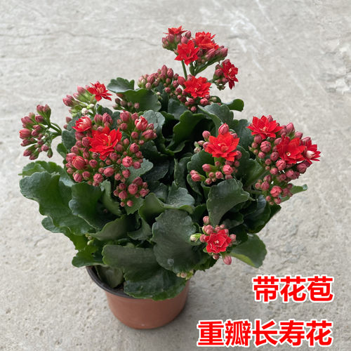 长寿花盆栽带花苞多肉植物巴黎重瓣阳台室内花卉绿植季开花夏天 - 图0