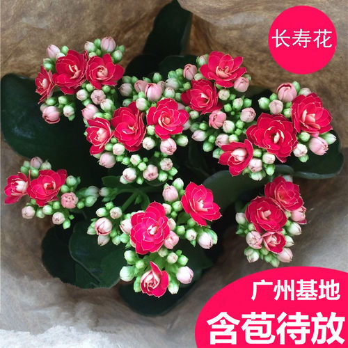 长寿花盆栽带花苞多肉植物巴黎重瓣阳台室内花卉绿植季开花夏天 - 图1
