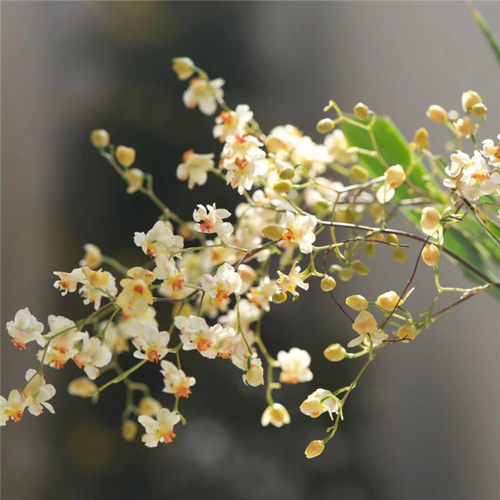 梦香兰文心兰花浓香型绿植盆栽植物石斛室内阳台客厅开花桌面好养 - 图2