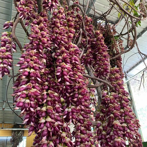 藤本爬藤攀藤植物常绿油麻藤花苗禾雀花苗金黄花庭院地栽紫藤树苗 - 图1