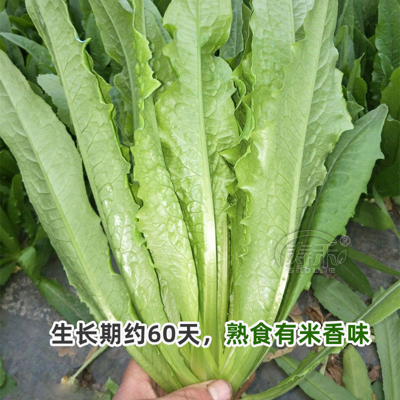 油麦菜四季种子青菜种籽大全阳台菜籽南方籽种蔬菜孑春季菜种耐热 - 图1