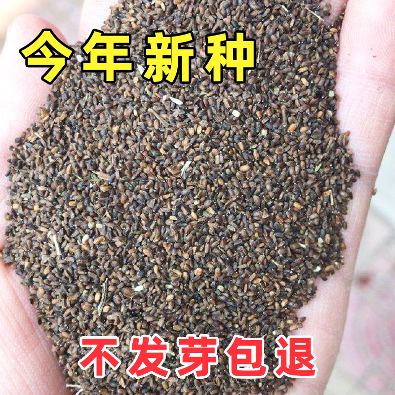 藿香种子可食用盆栽正宗藿香苗四季种籽孑香草秧苗幼苗室内绿植