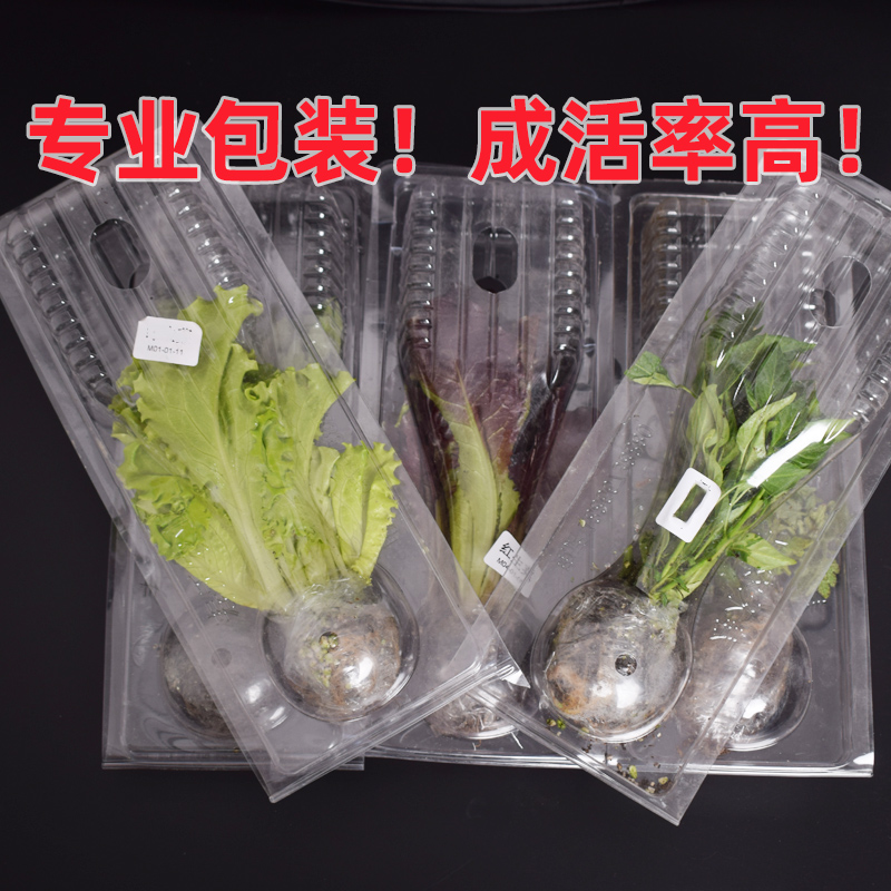 广东特长丝瓜苗老品种冬季苗秧棱角大肉丝瓜秧苗南方种子菜苗大全