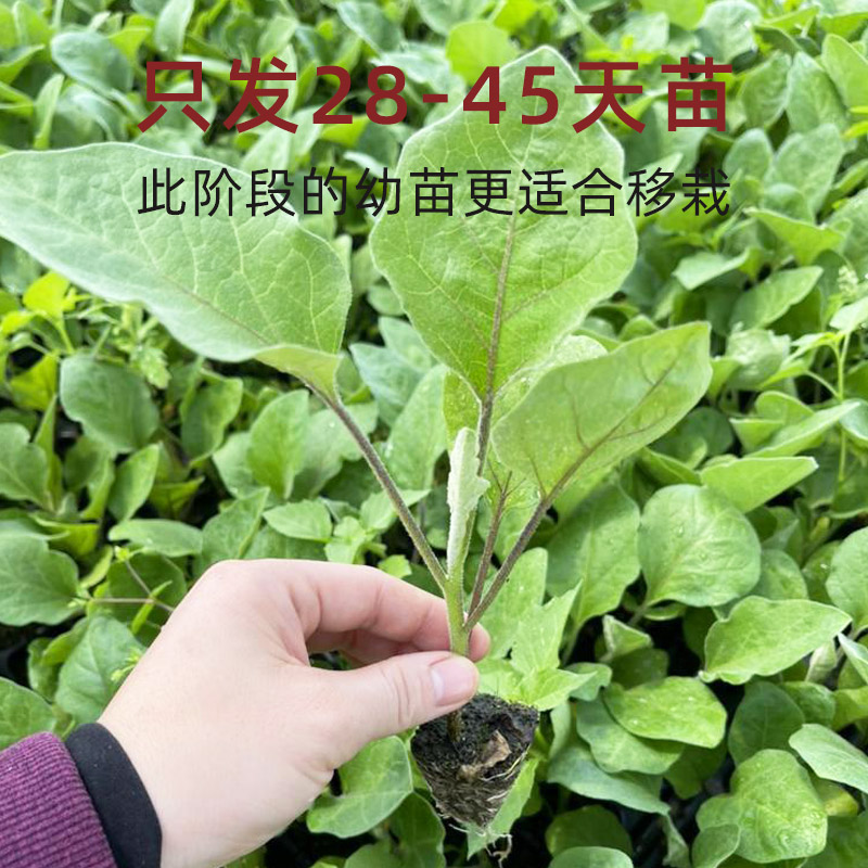 四季茄子苗秧苗青长茄种子春季圆茄带土嫁接菜苗老品种本地蔬菜-图3