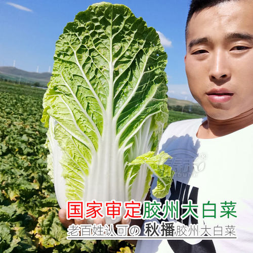 正宗山东胶州大白菜种子种籽孑子菜种冬季籽种适合冬天种的蔬菜 - 图1