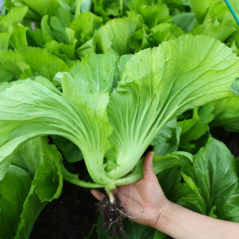 菜种籽大全四季菜冬季蔬菜种子油麦菜阳台南方种孑冬天种的青菜 - 图1