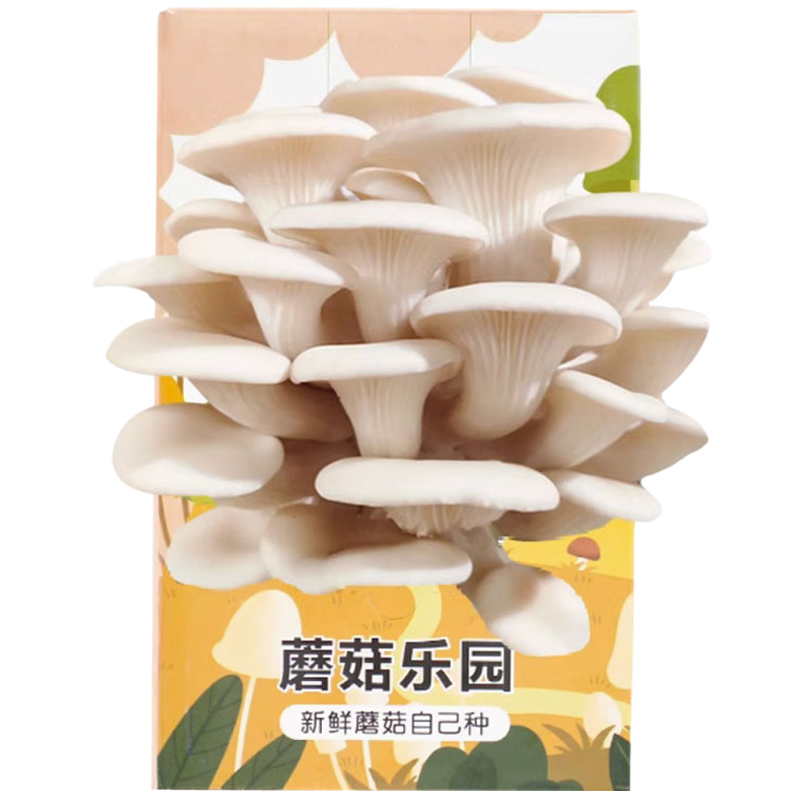 蘑菇盒子可食用平菇种植包儿童家庭菌种幼儿园种蘑菇手工diy菌包