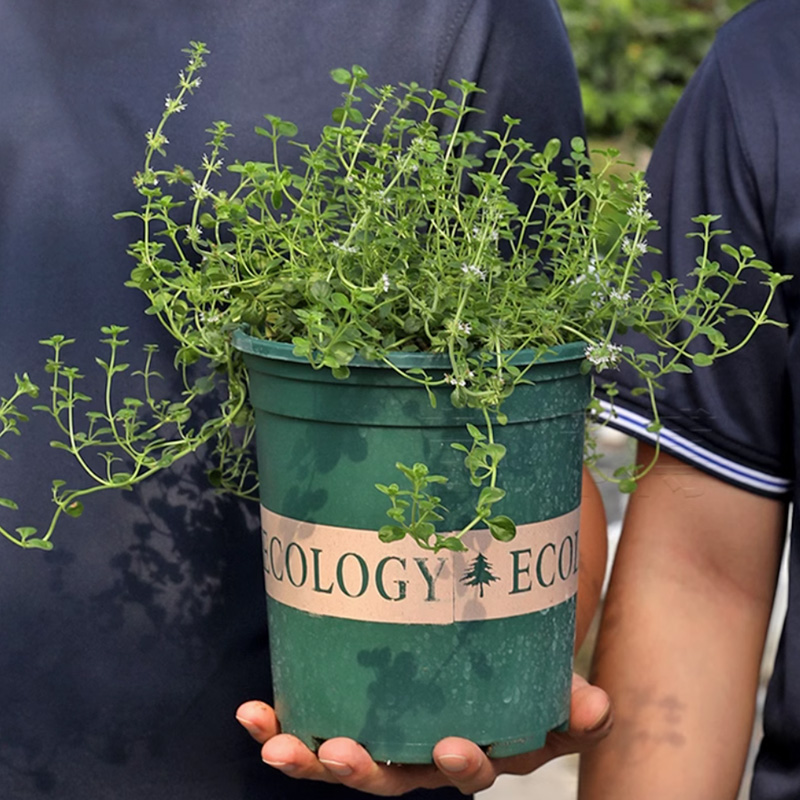 百里香盆栽苗易活阳台室内绿植花卉四季好养活香草苗春天种的花