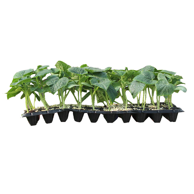 蔬菜苗幼苗番茄秧苗四季阳台秧菜苗南方适合春季种的大全各种辣椒