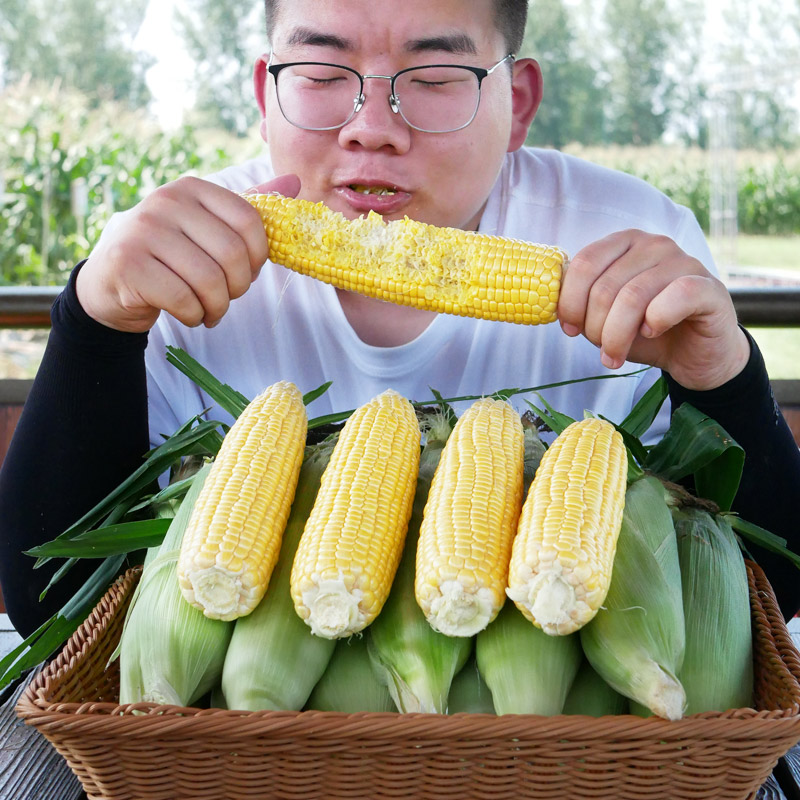 山东春季水果玉米种子种籽高产四季棒子超甜特大种孑大全可生食 - 图2