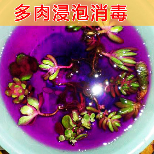 高锰溶液青枯立枯病高猛酸消毒液发财树多肉种植烂根土壤刹菌根腐 - 图2